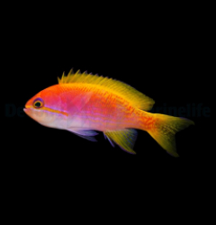 Pseudanthias bimaculatus (female)