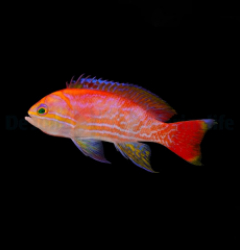 Pseudanthias bimaculatus (male)