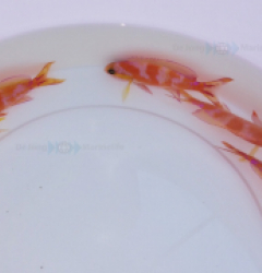 Pseudanthias calloura (pair)