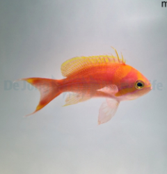Pseudanthias fasciatus (male)