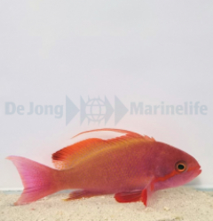 Pseudanthias cheirospilos (male)