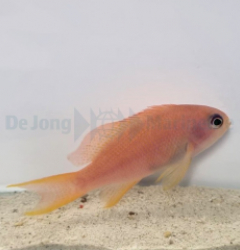 Pseudanthias cheirospilos (female)