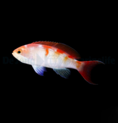 Pseudanthias cooperi