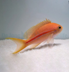 Pseudanthias fasciatus (female)