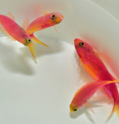 Pseudanthias flavicauda (male)