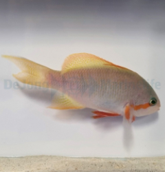 Pseudanthias huchtii (male)