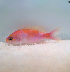 Pseudanthias hutomoi
