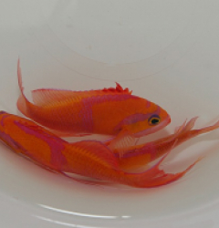 Pseudanthias leucozonus