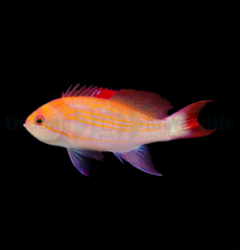 Pseudanthias luzonensis