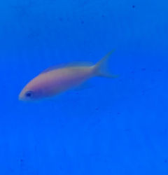 Pseudanthias mica (female)