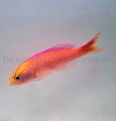 Pyronotanthias parvirostris (male)