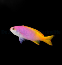 Pseudanthias pictilis (female)
