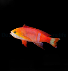 Pseudanthias pictilis (male)
