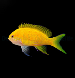 Pseudanthias pleurotaenia (female)