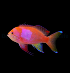 Pseudanthias pleurotaenia (male)