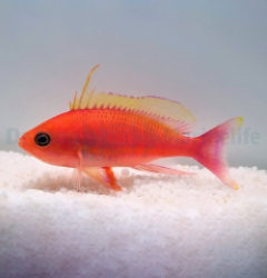 Pseudanthias pulcherrimus (male)