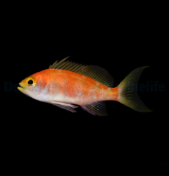 Pseudanthias pulcherrimus (female)