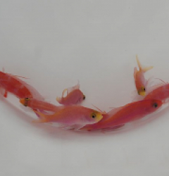 Pseudanthias randalli