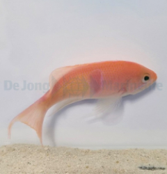 Pseudanthias rubrizonatus