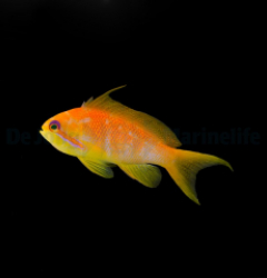 Pseudanthias squamipinnis (female)