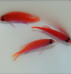Pseudanthias taeniatus (female)