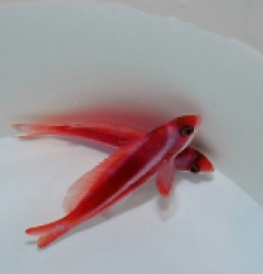 Pseudanthias taeniatus (male)