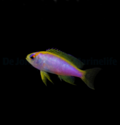 Pseudanthias ventralis (female)