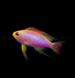 Pseudanthias ventralis (male)