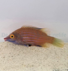 Pseudocheilinops ataenia