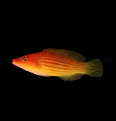 Pseudocheilinus octotaenia