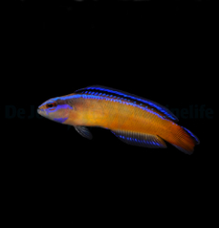 Pseudochromis aldabraensis - DJM Bred