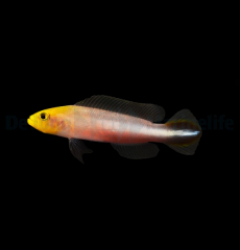 Pseudochromis bitaeniatus