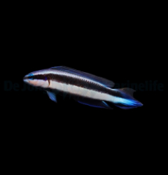 Pseudochromis indigo (Electric) - DJM Bred