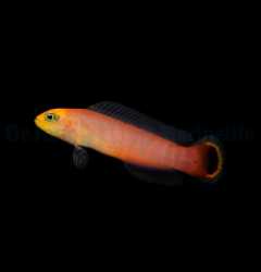 Pseudochromis elongatus