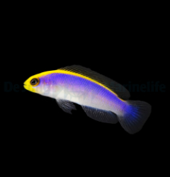 Pseudochromis flavivertex - T.B.