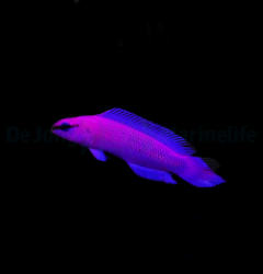 Pseudochromis fridmani - DJM Bred