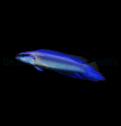 Pseudochromis indigo (dejongi) - DJM Bred