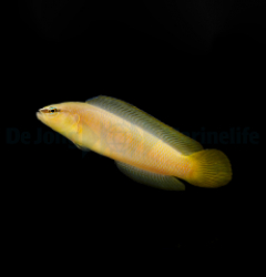 Pseudochromis leucorhynchus - DJM Bred