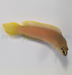 Pseudochromis leucorhynchus