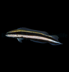 Pseudochromis sankeyi - DJM Bred