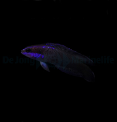 Pseudochromis springeri - DJM Bred