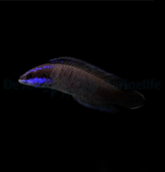 Pseudochromis springeri