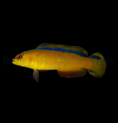 Pseudochromis tapeinosoma