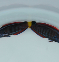 Pseudodax moluccanus