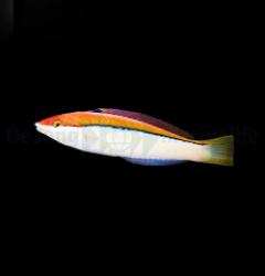 Pseudojuloides atavai (female)