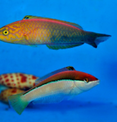 Pseudojuloides atavai (Pair)
