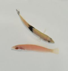 Pseudojuloides mesostigma (Pair)