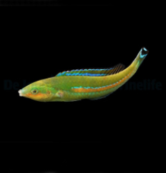 Pseudojuloides polackorum (male)