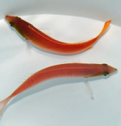 Pseudojuloides splendens (female)