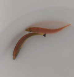 Pseudojuloides splendens (Pair)